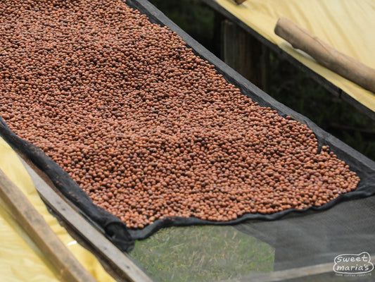 Red coffee cherries dry on raised beds at the Gitesi site. This is the dry process method, and a first for us from this station.