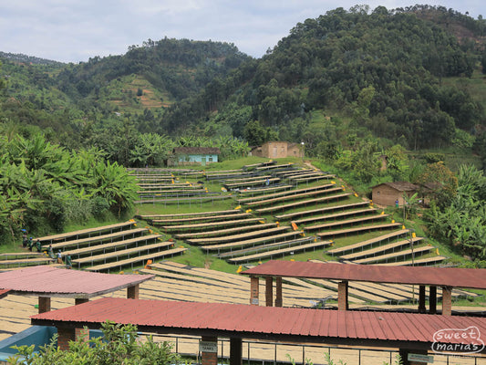 A view of the coffee drying beds at Mushonyi, one of the contributing washing stations to this Rwandan peaberry lot. 