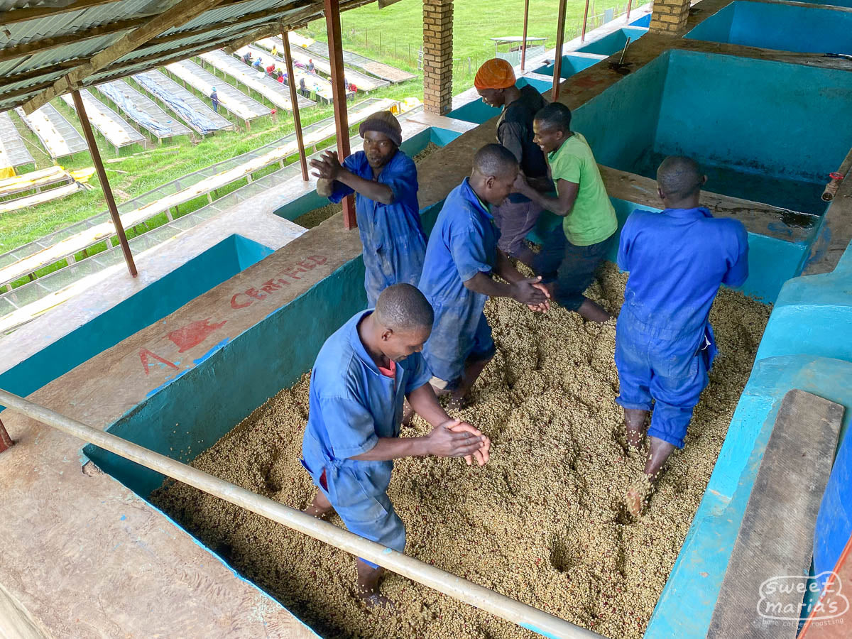  all will be full during the harvest peak. Gatare