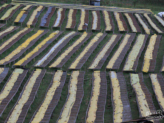 Rwanda Honey Process Gatare