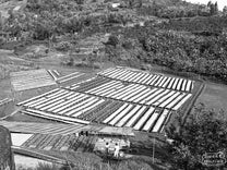 A photo of the Gatare green coffee washing station in Nyamasheke shows nearly 100 raised drying beds onsite, all will be full during the harvest peak. Gatare, Rwanda.