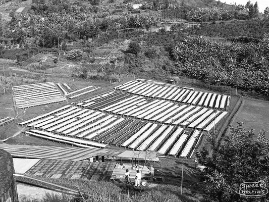 A photo of the Gatare green coffee washing station in Nyamasheke shows nearly 100 raised drying beds onsite, all will be full during the harvest peak. Gatare, Rwanda.