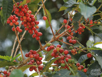 Rwanda Honey Process Gatare