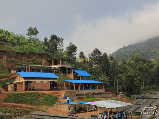 The Karambi coffee washing station and drying tables in Nyamasheke, Rwanda.