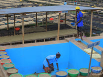  one of the contributing washing stations to this Rwandan peaberry lot. 