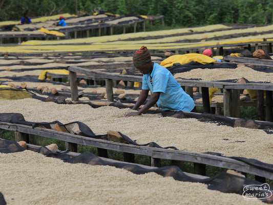 Turning the coffee while keeping an eye out for any defects to be removed, Karambi CWS, Nyamasheke.