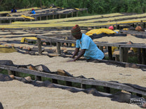 The cherry sorting part of Karambi's Pinhal Máquina pulper where the coffee is processed.