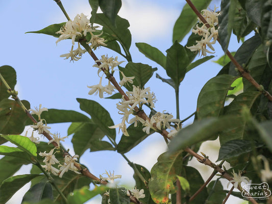 Coffee flowers were starting to bloom at Kibirizi site during our last visit, marking an early start to next year's harvest. Nyamasheke, Rwanda.