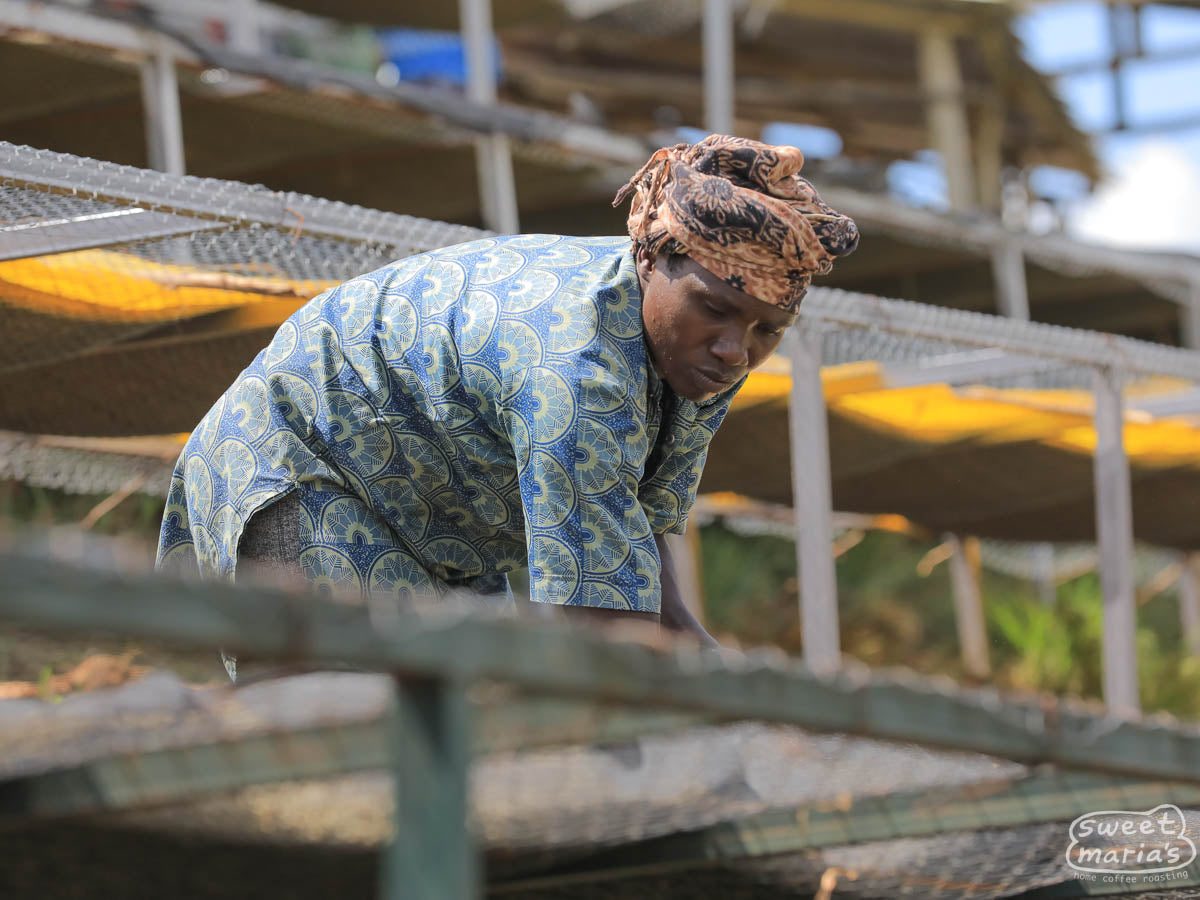 A worker spreads wet coffee on the drying tables at the Kibirizi wet mill in Nyamasheke