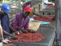 Workers sort out all of the under and over ripe coffee cherries by hand before sending the top grade to the raised drying tables. Macuba station, Nyamasheke, Rwanda.