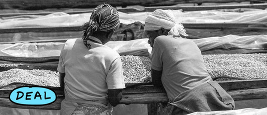 Two women turn the drying coffee on raised beds, removing any defects they see as they go. Nyungwe, Nyamasheke, Rwanda.