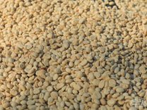 A close-up photo of the parchment coffee drying on raised beds at Buliza. That the parchment isn't fractured is a good sign that the coffee isn't drying too quickly. Burega, Rwanda.