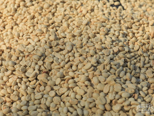 A close-up photo of the parchment coffee drying on raised beds at Buliza. That the parchment isn't fractured is a good sign that the coffee isn't drying too quickly. Burega, Rwanda.