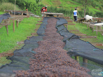 Dark red cherries are nearly dried on the raised beds at Tumba site, Rulindo, Rwanda.