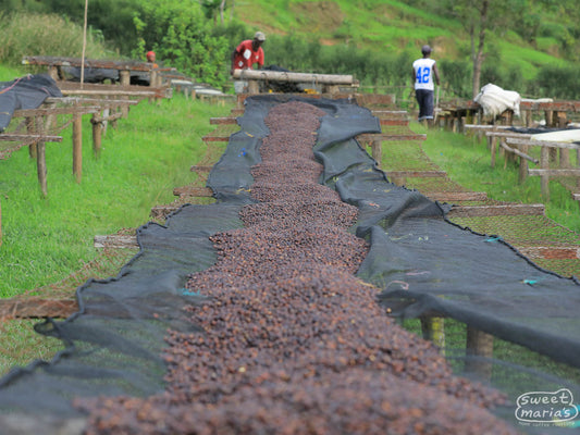 Dark red cherries are nearly dried on the raised beds at Tumba site, Rulindo, Rwanda.