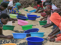  at the Tumba coffee cooperative in Rulindo