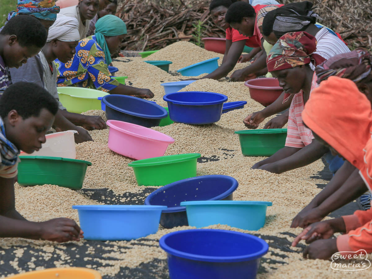 Workers tend to the drying coffee at the Tumba site