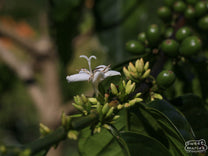 Enjoying an afternoon coffee at a farm visit in Angin Angin.