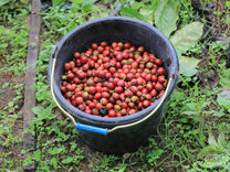 A black plastic bucket filled with ripe coffee cherry at a farm in Kahayya village, South Sulawesi.
