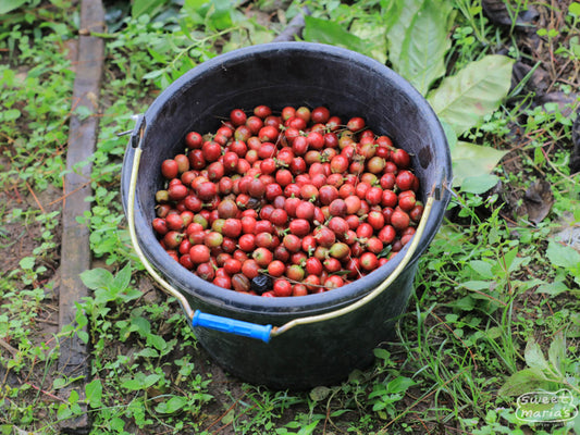 A black plastic bucket filled with ripe coffee cherry at a farm in Kahayya village, South Sulawesi.