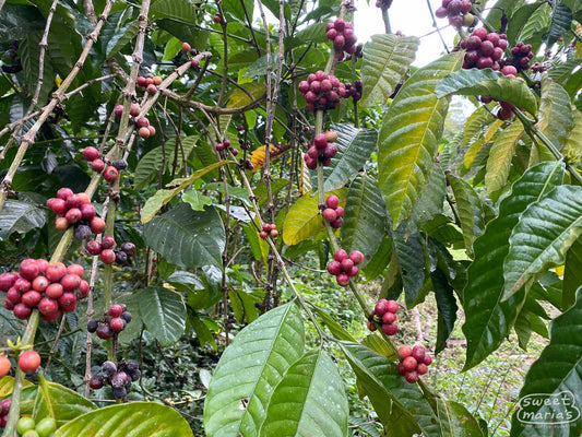 Clumps of ripe Robusta coffee cherries at a farm in Kahayya village, South Sulawesi.