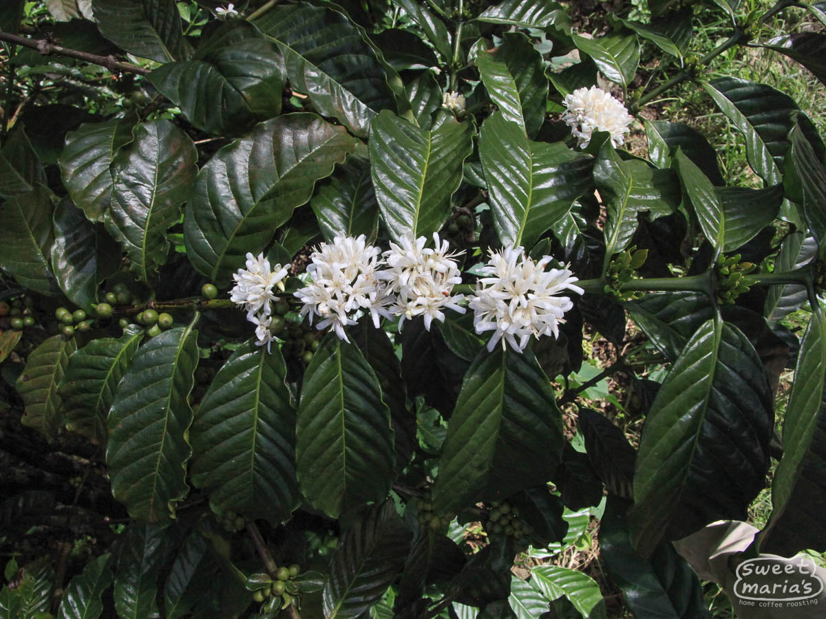 This flowering robusta shrub is in Sulawesi, not West Java, but it gives you an idea of how they look - broad green leaves, roundish flower clusters, and clumping fruit.