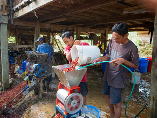 Processing coffee cherries in small pulpers at a site in Tana Luwu, Sulawesi.