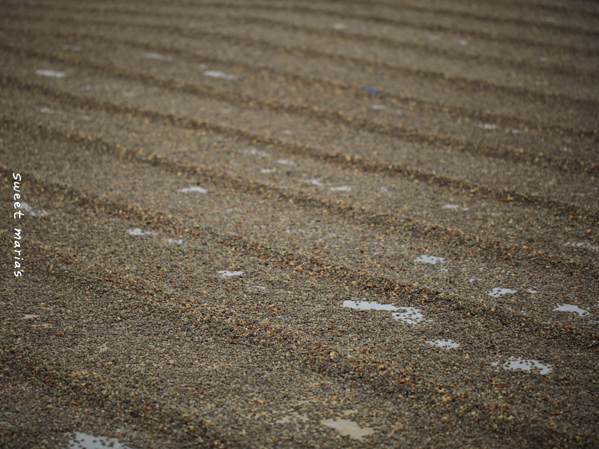 The dark colored wet hulled coffee dries on a cement patio in Aceh.