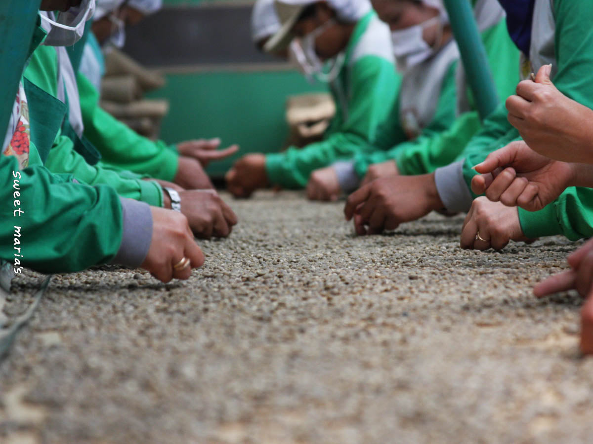 Workers line both sides of a table where wet hulled green coffee is being picked for defects. Aceh, Sumatra.