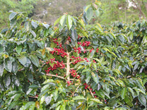 A coffee plant with ripe red cherries ripening at a farm in Central Aceh.