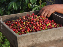 Coffee cherries of varying ripeness are run through a hand-cranked pulper made of wood in Aceh region of Sumatra.