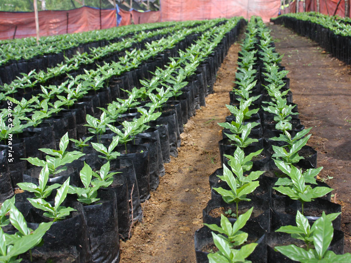 Small coffee plants sprout in bags at an Aceh nursery.