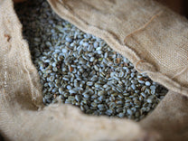 A jute bag filled with wet hulled coffee at a mill in Aceh.