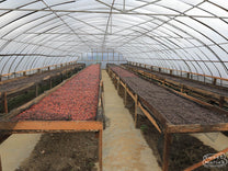 Whole coffee cherry drying inside the domed, parabolic, drying rooms for green coffee (often called "solar dryers") at Ribang Gayo coop site in Aceh Tengah, Sumatra.