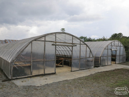 Domed, parabolic, drying rooms for green coffee (often called 