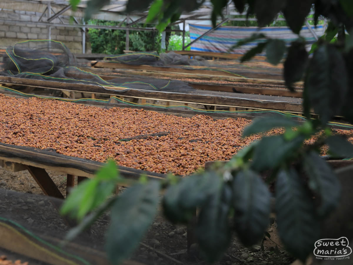 Honey process coffee drying on raised beds at the cooperative in Kerinci, Aceh.
