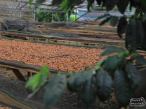 Honey process coffee drying on raised beds at the cooperative in Kerinci, Aceh.