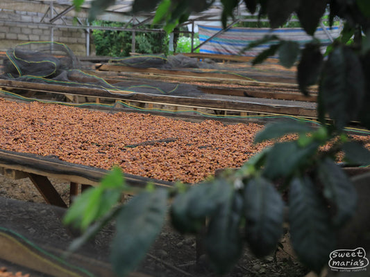 Honey process coffee drying on raised beds at the cooperative in Kerinci, Aceh.