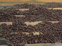 A coffee farmer harvesting the red cherries while green coffee continues to ripen. Gunung Tujuh