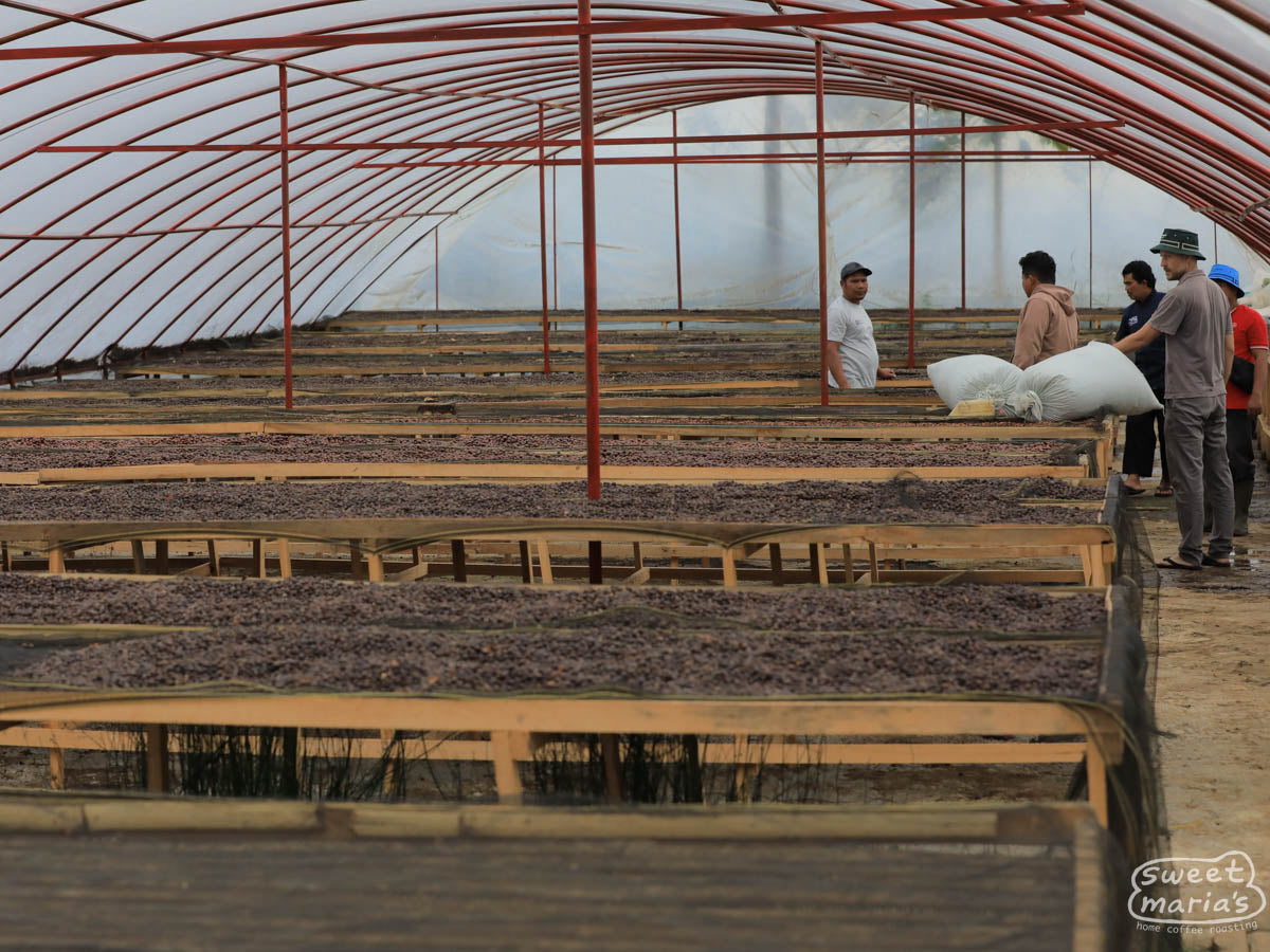 Whole coffee cherries drying on raised beds inside room at the Pendekar cooperative in Kerinci, Sumatra.