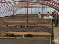 Whole coffee cherries drying on raised beds inside room at the Pendekar cooperative in Kerinci, Sumatra.