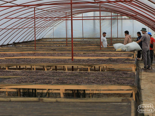 Whole coffee cherries drying on raised beds inside room at the Pendekar cooperative in Kerinci, Sumatra.