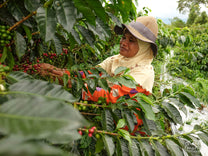  Sumatra.