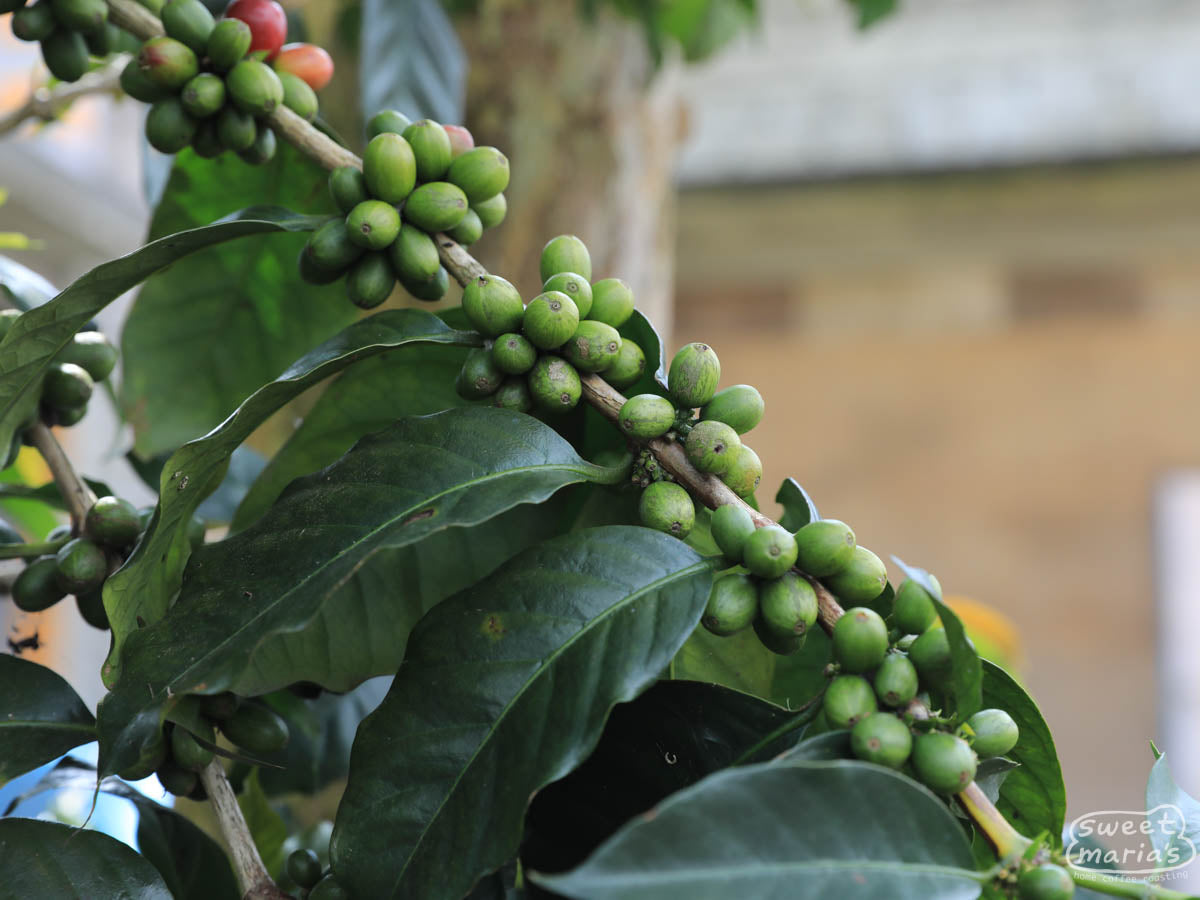  Sumatra.