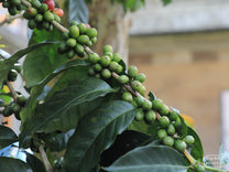  Sumatra.