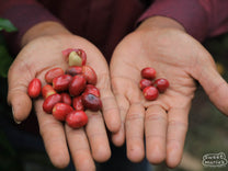  Sumatra.