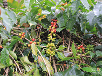 Dirt road that winds through coffee farms near Aulia's home in Bebesen.