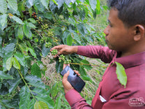 Pak Aulia shows us the green coffee cherry on the shrubs during a visit to his own farm. This was early in the harvest season, with very little coffee ready to pick yet. Aceh, Sumatra.