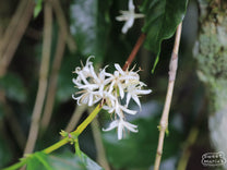  with very little coffee ready to pick yet. Aceh