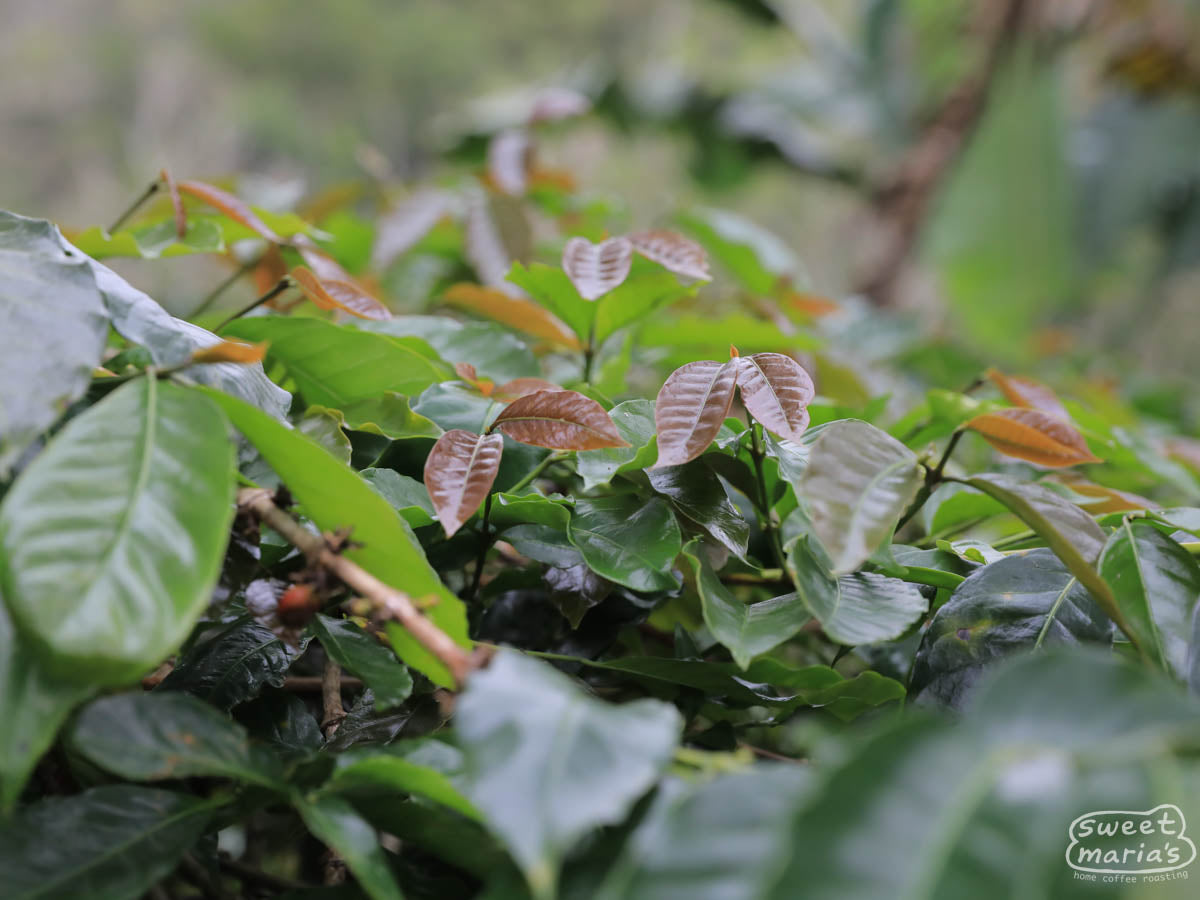 Along the road that cuts through Aulia's farm